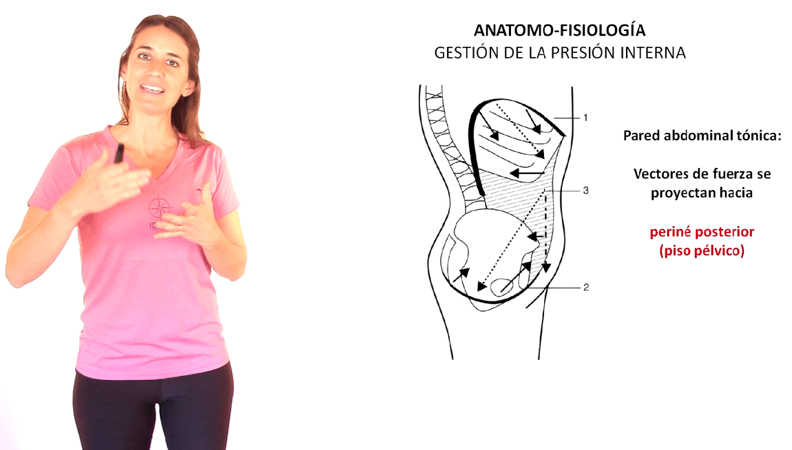 Diafragma y Abdominales