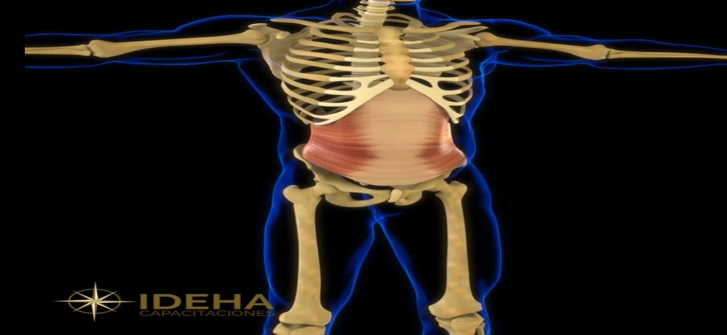 Transverso del Abdomen